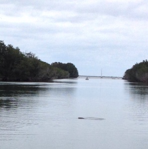 Tail of a manatee as he dives(trust me) in the Haulover Canal