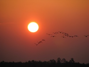 Geese flying with the rising sun as we left Campbell Creek.