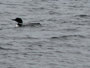 One of the Loons we saw on this stretch.