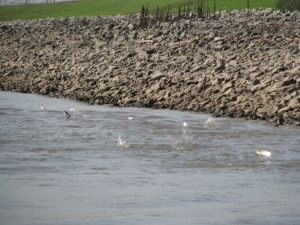 Best picture of Asian Carp yet.  These were in the canal jumping.
